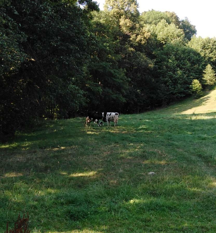 Landpension Haupt Sebnitz Exteriér fotografie